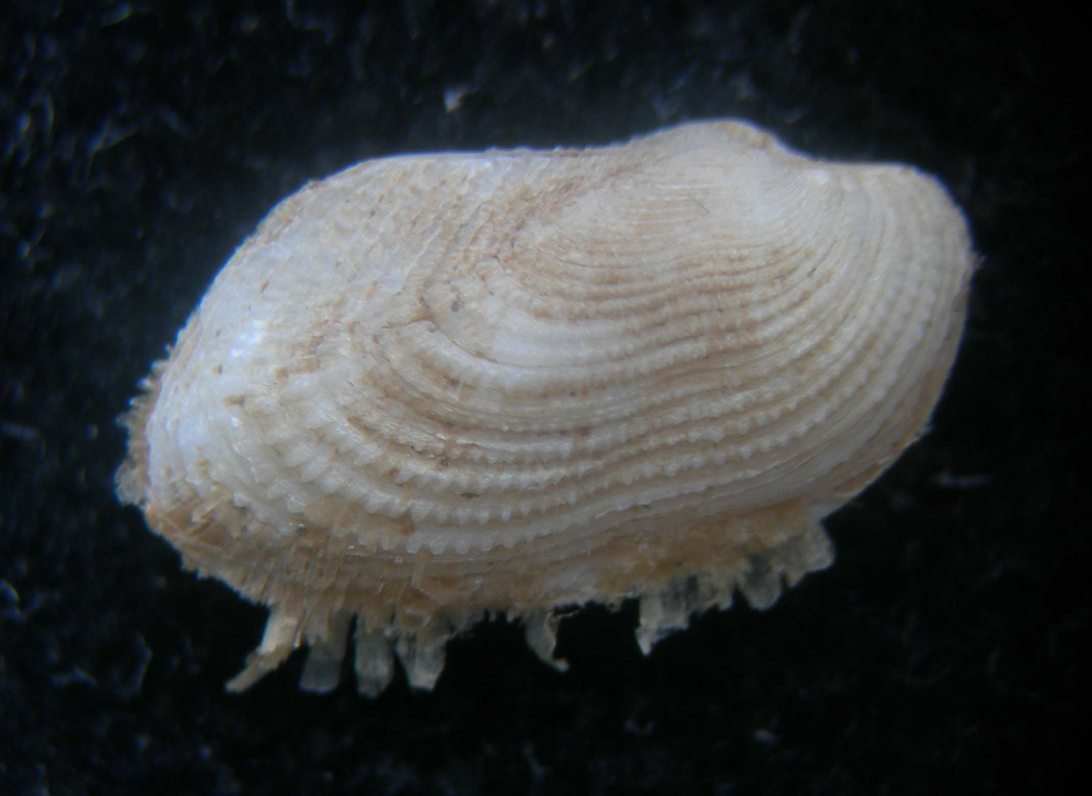 asperarca nodulosa